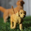 Safari Ltd. Figurka Szczeniak Golden Retriever