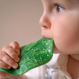 Oli & Carol Gryzak dla Niemowląt Listek z Chlorofilem